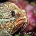 grouper_slender_db_h_0705_png2175.jpg